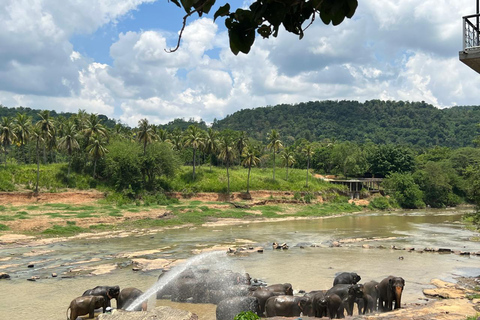 Visite de Pinnawala au départ de Kandy (visite privée avec déjeuner)