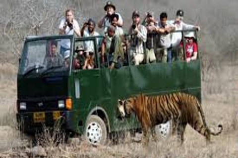 Ranthambore Tiger Safari Tour 2 nuits 3 jours