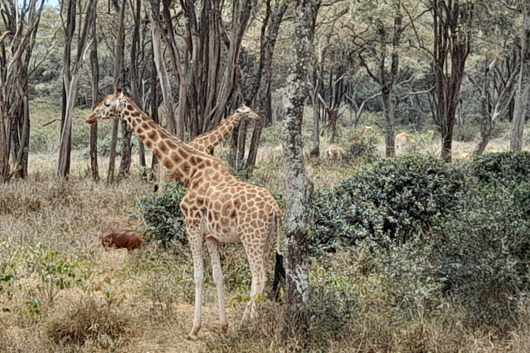 Nairobi: Parco nazionale, orfanotrofio degli elefanti e tour delle giraffe