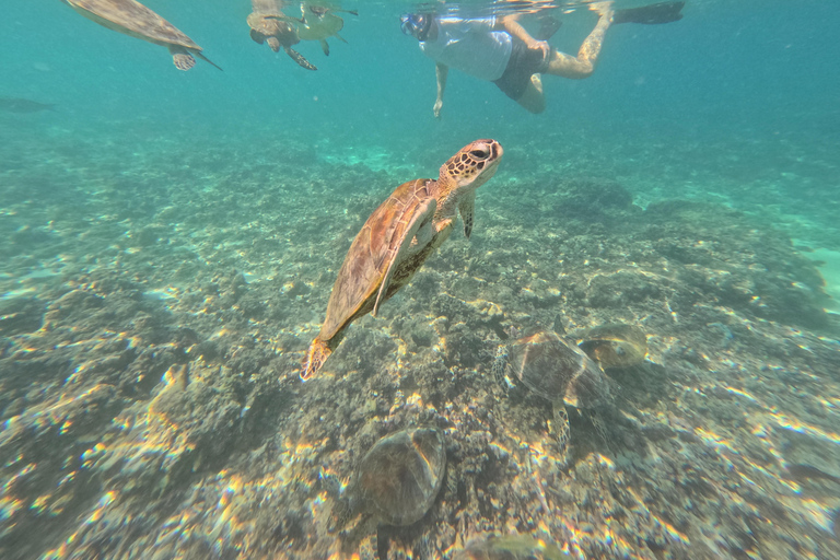 马斯喀特：在达亚马尼亚特群岛与海龟一起浮潜和皮划艇半日团体浮潜和皮划艇之旅，与海龟同行
