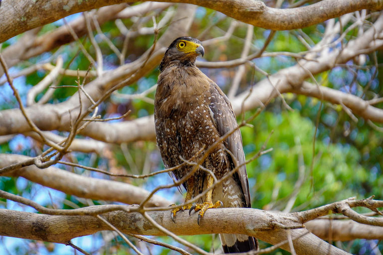 Minneriya National Park Morning Safari – Birds & Elephants