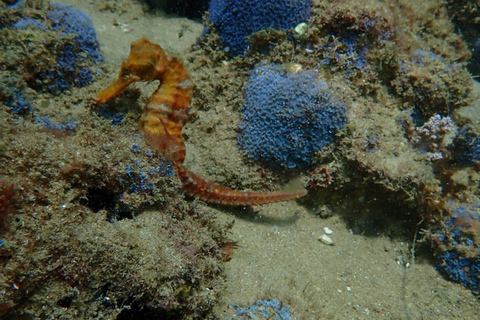 Dive in Corals at Porto da Barra Beach in Salvador-Bahia Beach diving in Corais