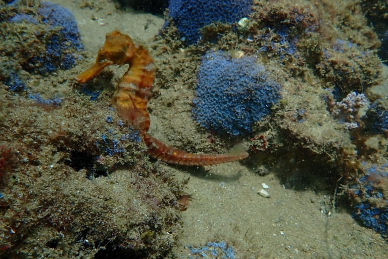 Dive in Corals at Porto da Barra Beach in Salvador-Bahia Beach diving in Corais