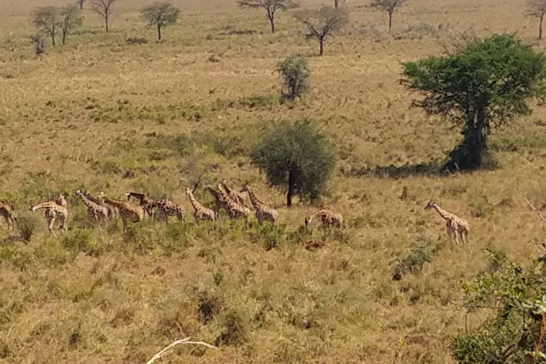 (Kopie von) 4 Tage Queen Elizabeth Wildlife Safari