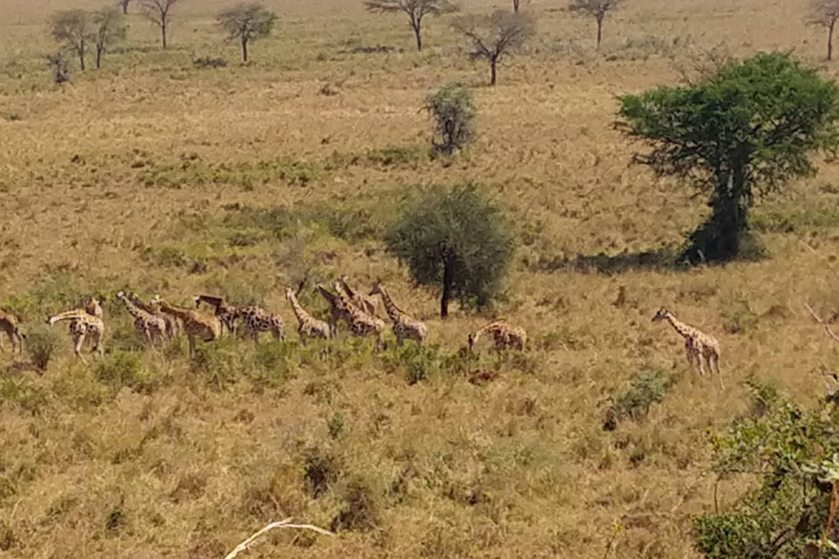 (Kopie van) 4 Daagse Koningin Elizabeth Wildlife Safari