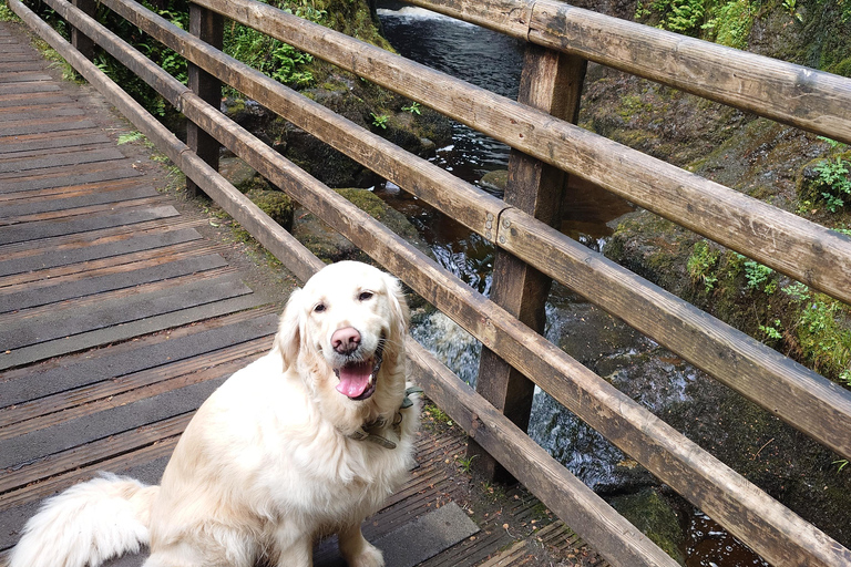 Giants Causeway: Ultimate Private Guided Tour of Causeway Giants Causeway: Private Tour with Optional Dog Companion