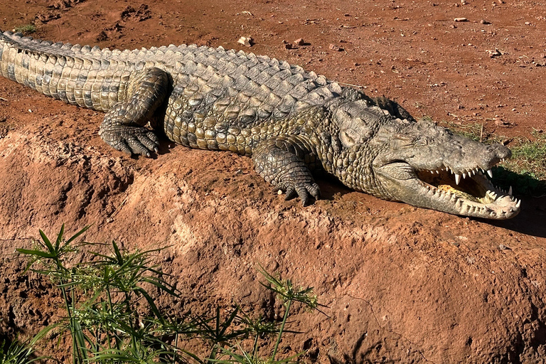 Agadir: Goats on Trees & Crocoparc Tour Goats on Trees & Crocoparc – Entry Ticket Included