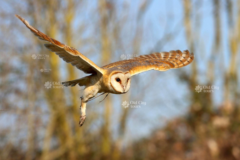 Shirvan Eco-Tour: Gazelles, Birdwatching & Village Lunch Private tour