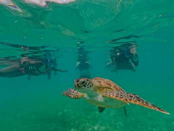Akumal : sea turtles with photos