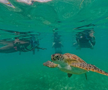 Akumal : sea turtles with photos