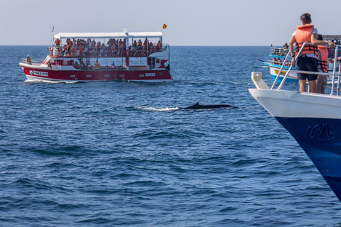 Southern Seas Discovery: Galle to Whale Watching Mirissa