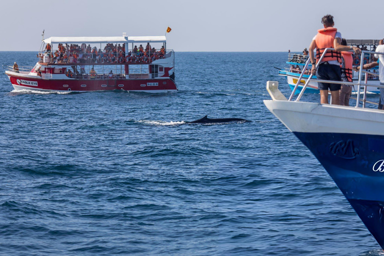 Southern Seas Discovery: Galle to Whale Watching Mirissa