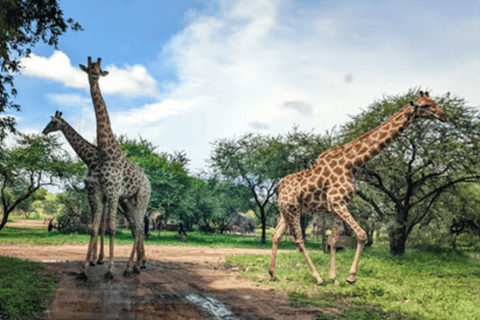 Johannesburg: Half-Day Dinokeng Big Five Safari Tour