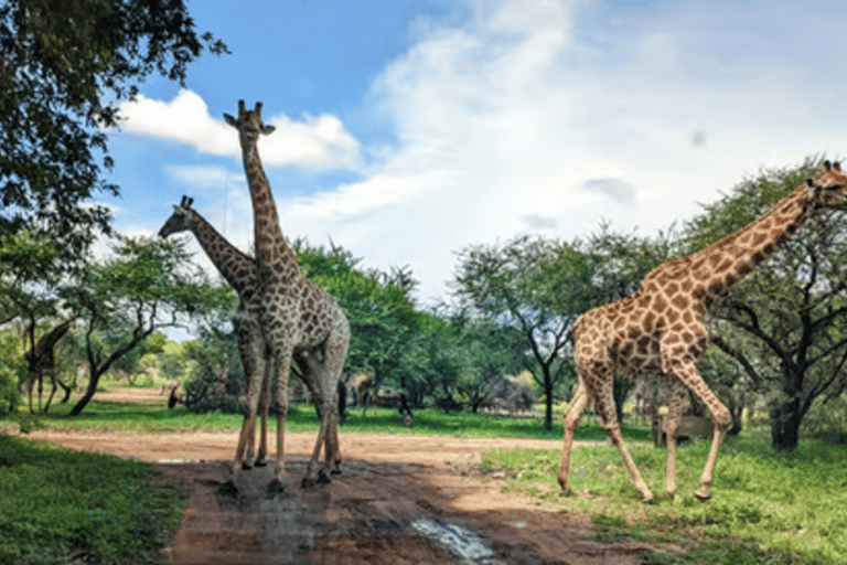 Johannesburg: Half-Day Dinokeng Big Five Safari Tour