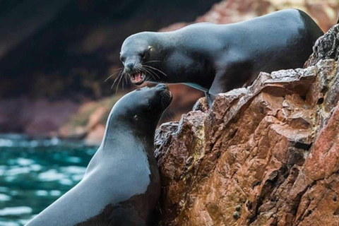 Ica: escursione di un giorno alle Isole Ballestas e alla Riserva Nazionale di Paracas