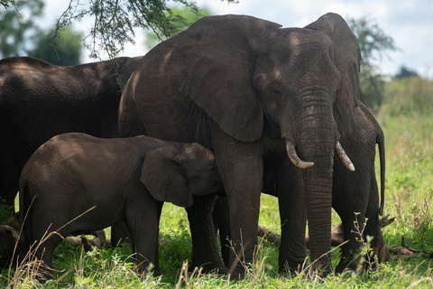 Découvrez les merveilles immaculées d'un safari d'une journée dans le Tarangire