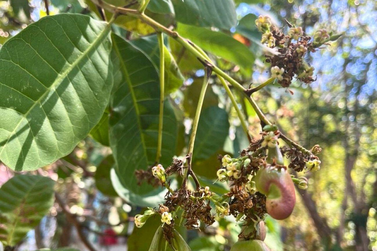 Coron: Cashew Processing & Cashew Butter Making
