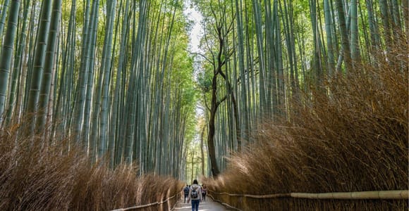 Kyoto Arashiyama: Zen, Nature & Riverside Walking Tour