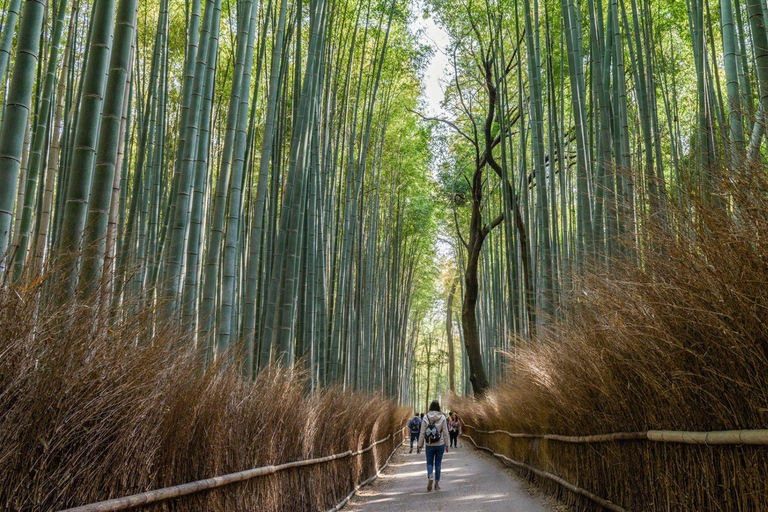 Ukyo: Arashiyama Bamboo Forest, Tenryu-ji, Monkey Park Tour
