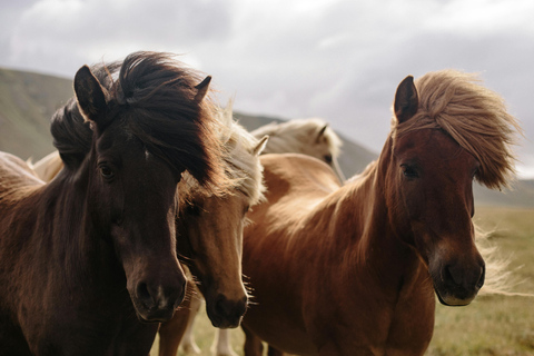 Iceland: Reynisfjara Black‑Sand Beach Horseback Adventure
