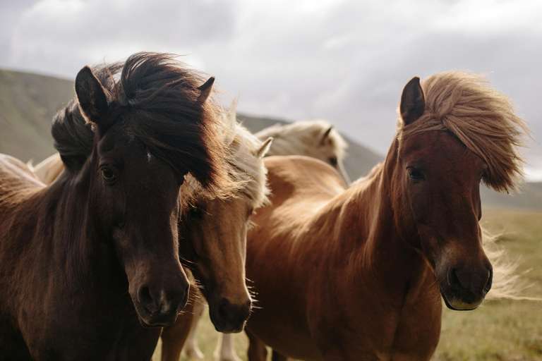 Iceland: Reynisfjara Black‑Sand Beach Horseback Adventure