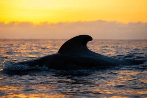 Los Cristianos: Sonnenuntergangstour Ökojacht Wale beobachten
