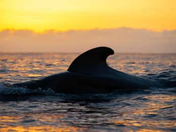 Los Cristianos: Tour con Eco Yacht per l'osservazione delle balene al tramonto