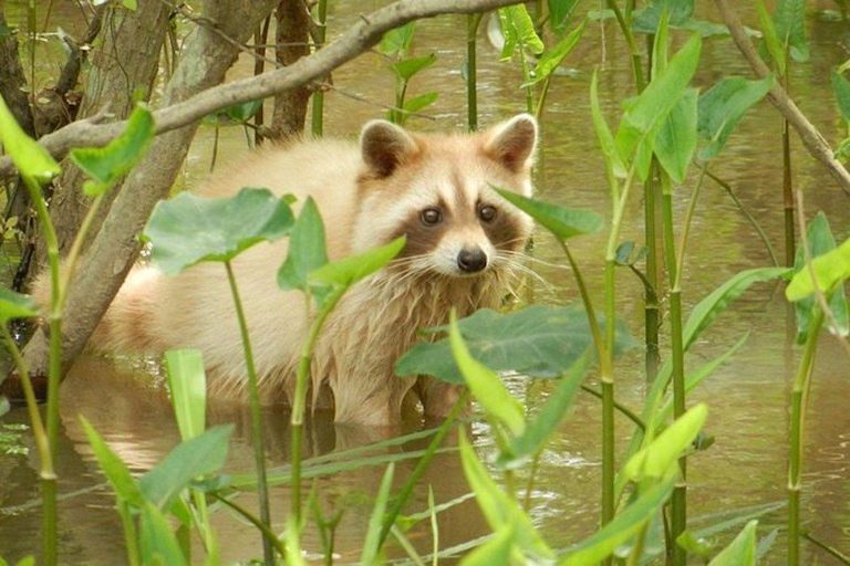 Nova Orleans: Pântano de Honey Island e passeio de barco em Bayou