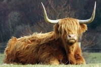 Visita de Glasgow, Oban, Glencoe y West Highland Castles - Hizvo
