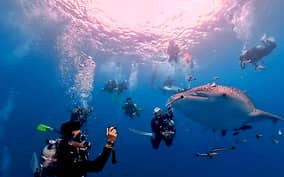 Tenggol Island, Malaysia: Day Trip Scuba Diving with 3 Dives