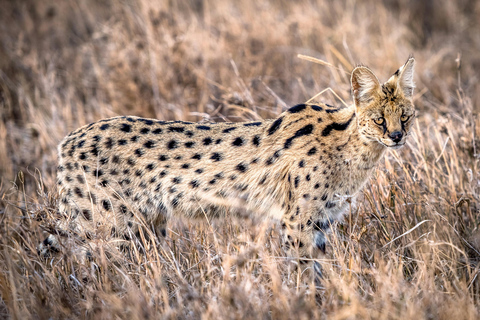 Arusha: 5-Day Joining Safari with Mount Kilimanjaro Day Hike