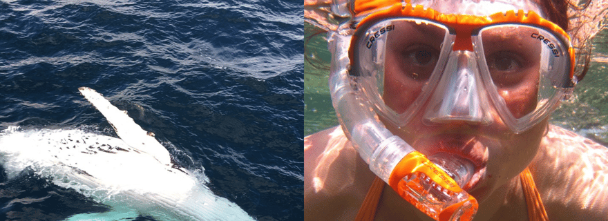 Tout compris Mirissa Observation des baleines et des dauphins + plongée avec masque et tuba