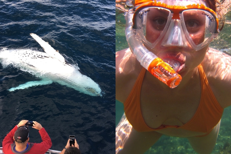 All Inclusive Mirissa Whale & Dolphin Watching + Snorkeling