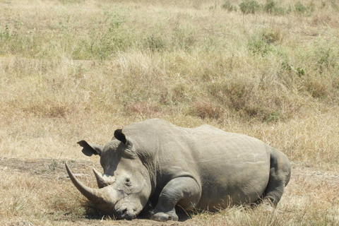 Private Nairobi National Park Drive in 4*4 landcruiser