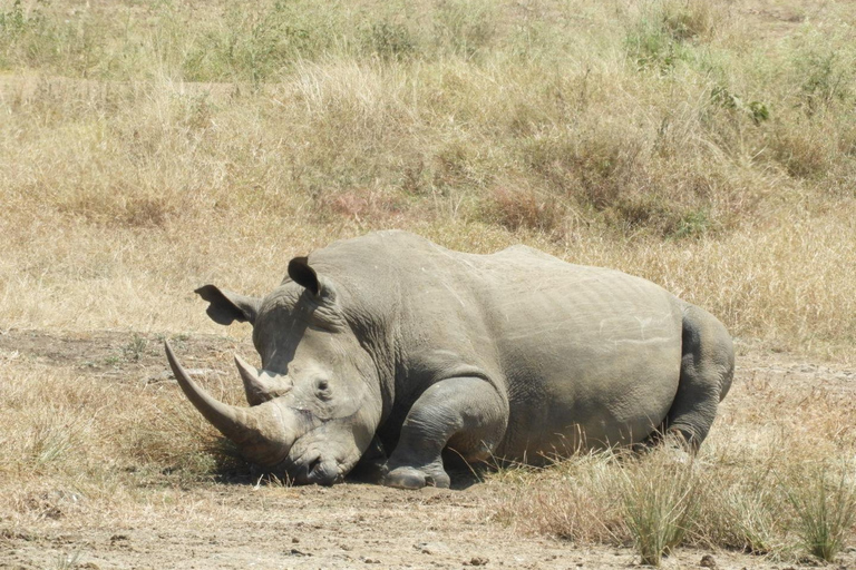 Private Nairobi National Park Drive in 4*4 landcruiser
