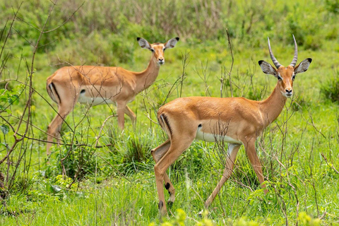 Discover the Pristine Wonders of a 1-Day Tarangire Safari