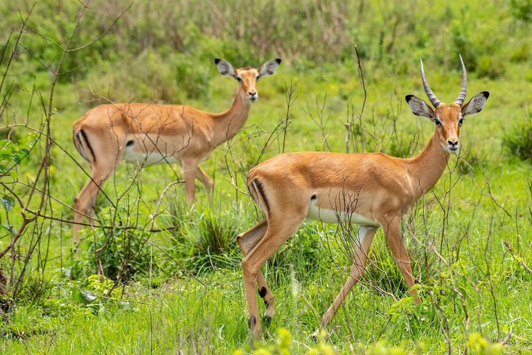 Discover the Pristine Wonders of a 1-Day Tarangire Safari