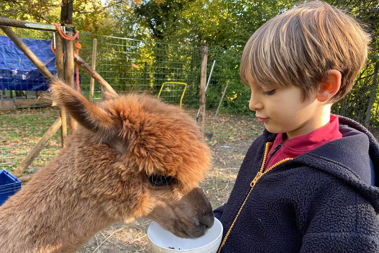 Private Tour from Cusco | Llama Tour + Clay Healing