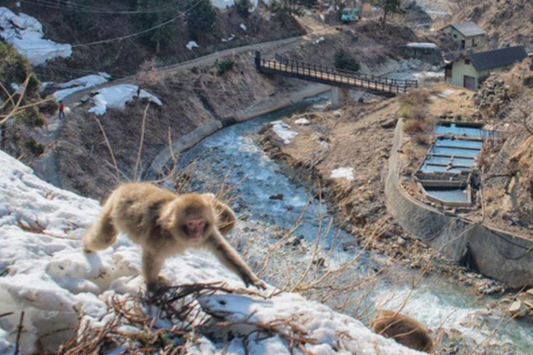 Nagano/Tokyo: Snow Monkey Private Car Tour Hotel Pick & Drop