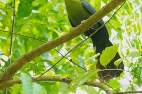 Zanzibar: Birdwatching Tour with Pickup
