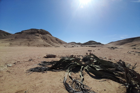 Swakopmund: Namib Desert Sunrise, Seals & Sandwich Harbour