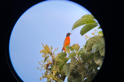 Manuel Antonio National Park: Guided Tour