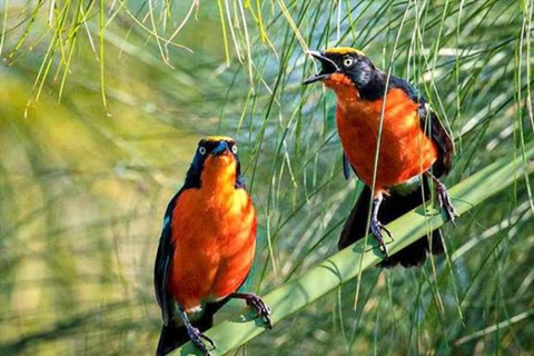 Zanzibar: Chwaka Forest Reserve Birdwatching Tour