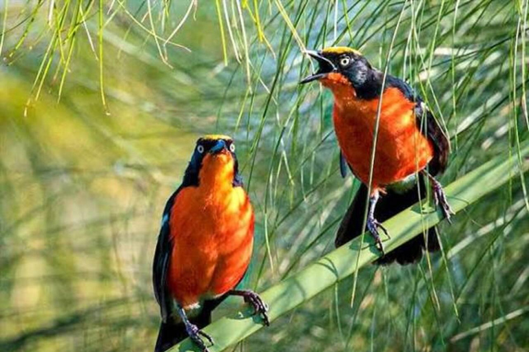 Zanzibar: Chwaka Forest Reserve Birdwatching Tour