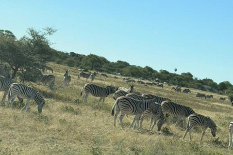 Namibia: 6-Day Namibia Safari & Desert Adventure Tour