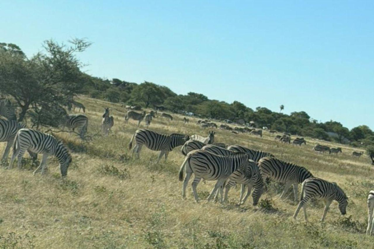 Namibia: 6-Day Namibia Safari & Desert Adventure Tour
