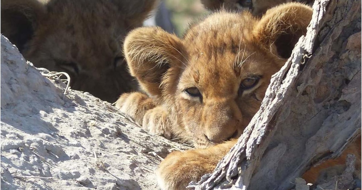 Moremi wildreservaat: Afrikaanse Grote Katten & Olifanten Tour ...