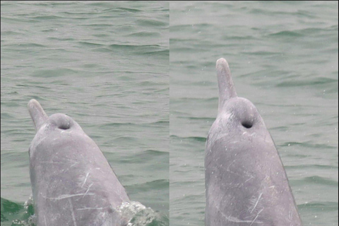 Lantau Island: Pink Dolphin Watching from Hong Kong