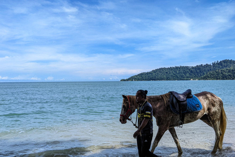 Saint John: Horseback Ride with Beach & Countryside Options 1-Hour Coastal Countryside Ride
