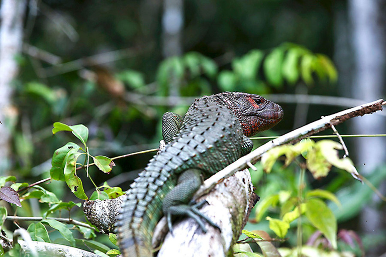 From Iquitos: 3-Day Amazon Jungle Camping Adventure